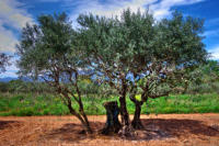 Olivenbaum