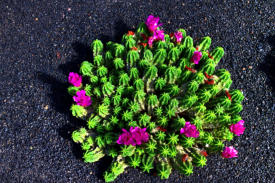 Kaktus mit Blüten 